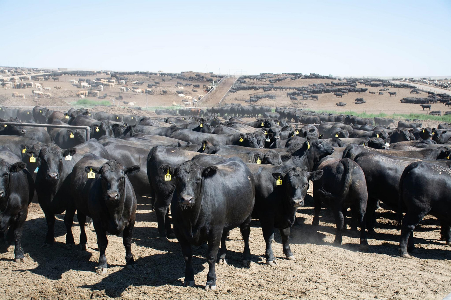 Black Angus Steer - Foster Cattle