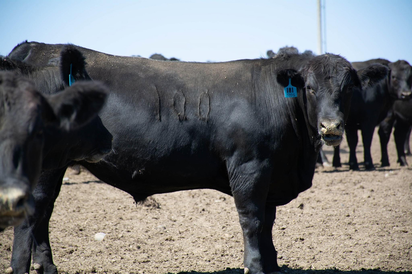 Black Angus Steer - Foster Cattle