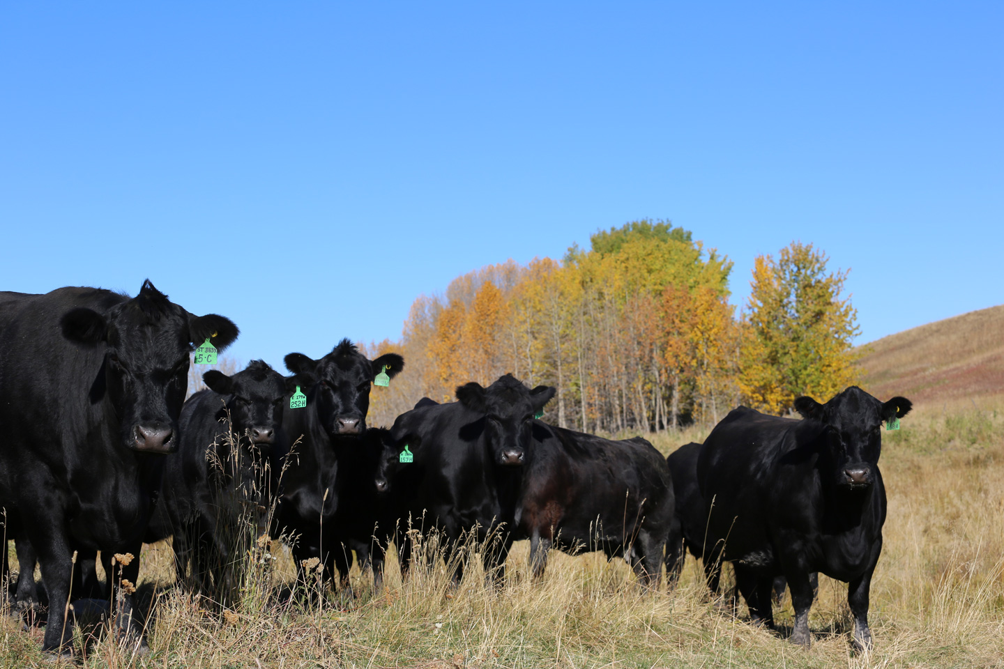 Cows and Heifers